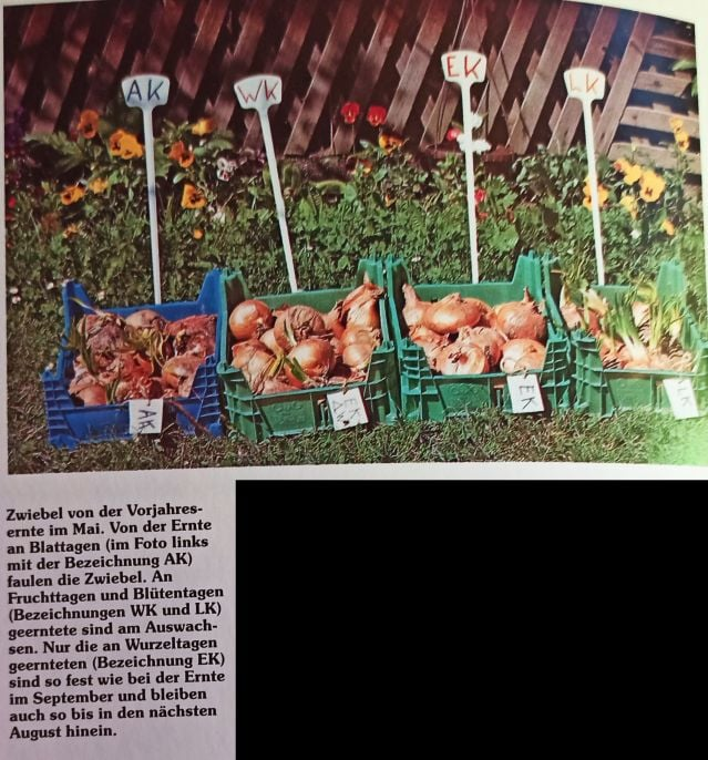 Zwiebeln an Wurzeltagen ernten => länger haltbar!