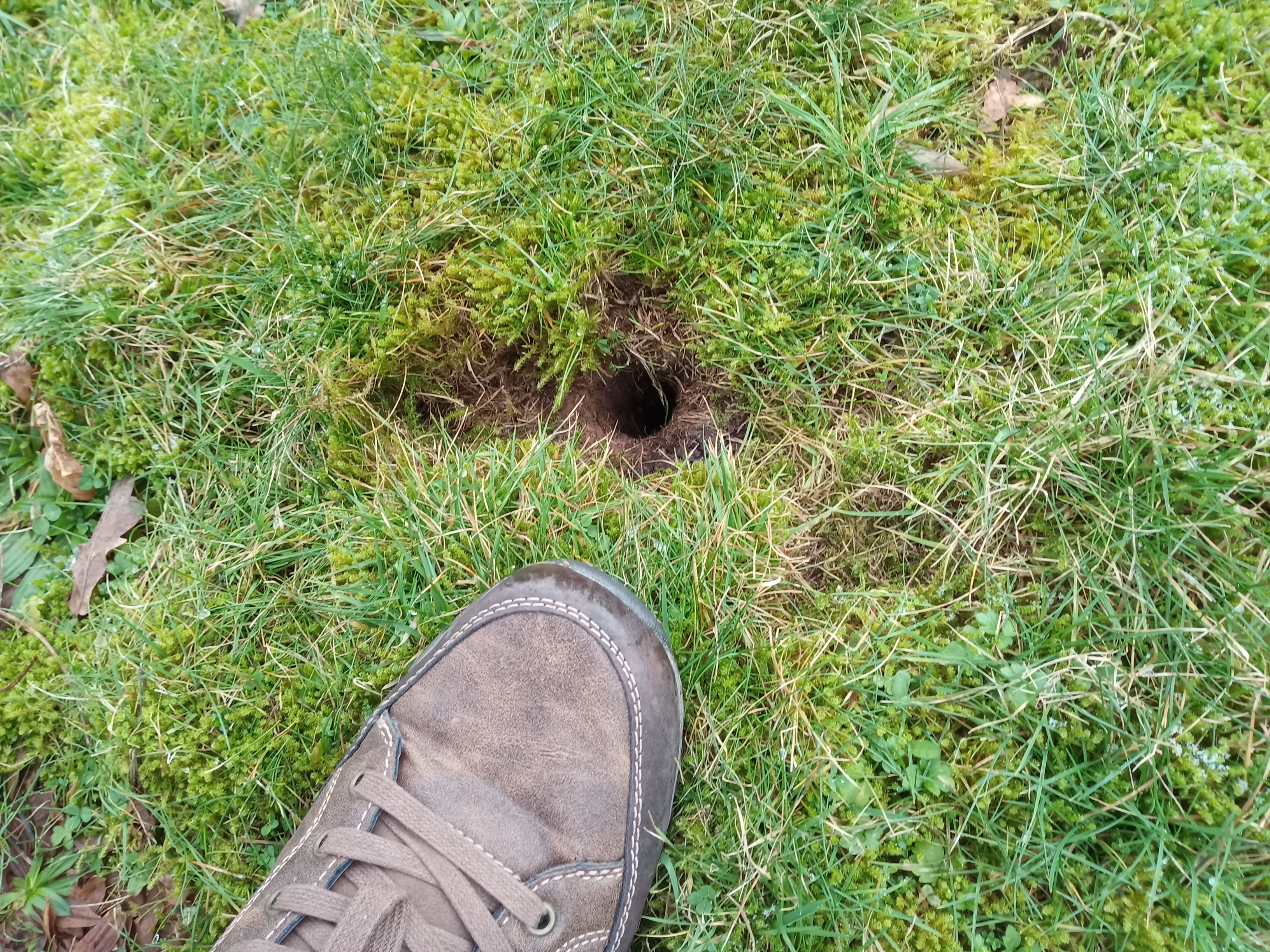 28.01.: Was müssen das für Mäuse sein! 28.01.: Was müssen das für Mäuse sein!