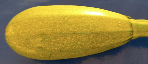 4004